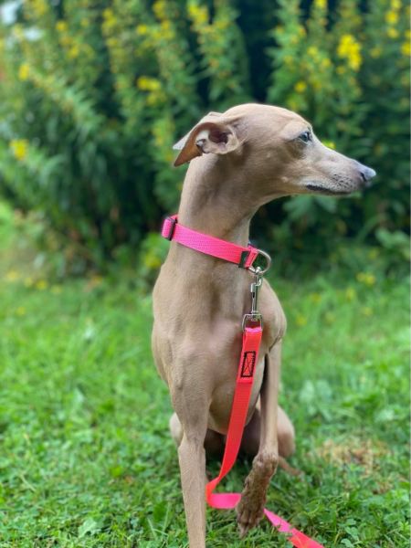 Bilde av VIP Dogwear Mini halsbånd puppy Pink